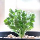 8 Live Plant Bulb Ornithogalum Albuca Concordiana (0.6", No Leaves) Slime Lily For Garden