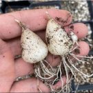 Ornithogalum Albuca Concordiana (0.6", No Leaves) Slime Lily 16 Live Plant Bulb For Garden