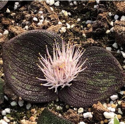 1 Live Plant Bulb Pustulata (0.5-0.6", No Leaves)|Purple Leaves Blistered Massonia For Garden