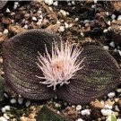 1 Live Plant Bulb Pustulata (0.5-0.6", No Leaves)|Purple Leaves Blistered Massonia For Garden