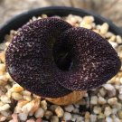 Purple Leaves Blistered Massonia 12 Live Plant Pustulata (0.5-0.6", No Leaves) Bulb For Garden