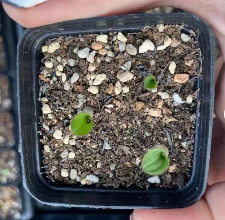 Purple Leaves Blistered Massonia 24 Live Plant Pustulata (0.5-0.6", No Leaves) Bulb For Garden