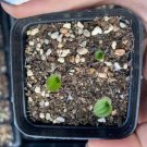 Purple Leaves Blistered Massonia 24 Live Plant Pustulata (0.5-0.6", No Leaves) Bulb For Garden