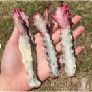 4 Variegated Euphorbia lactea Live Plant no root (Tall, 2-3”)Rare Cactus For Garden