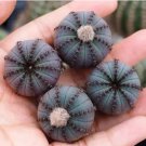 2 Live Plant Frailea castanea Nitens (0.8")Rare Succulent Cactus For Garden
