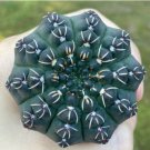 Gymnocalycium quehlianum 2 Live Plant (1.2-1.5”)Rare Succulents For Garden