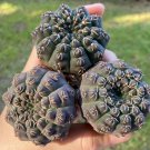 Quehlianum 3 Live Plant (1.2-1.5”) Gymnocalycium q Rare Succulents For Garden