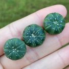 1 Live Plant Astrophytum Myriostigma (0.5”)Rare Succulent Star Cactus For Garden