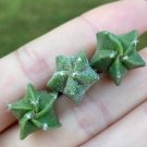 2 Live Plant Astrophytum Myriostigma (0.5”)Rare Succulent Star Cactus For Garden