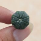 Astrophytum Myriostigma (0.5”) 4 Live Plant Rare Succulent Star Cactus For Garden