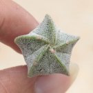 16 Astrophytum Myriostigma (0.5”) Live Plant Rare Succulent Star Cactus For Garden
