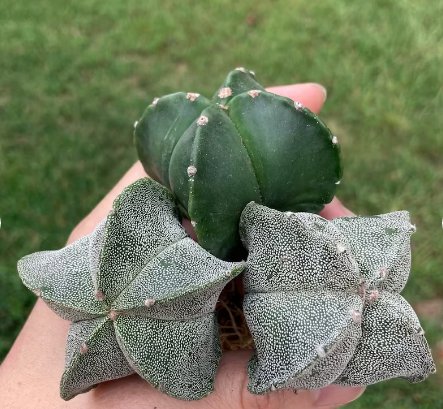 Rare Succulent Astrophytum Mriostigma (1.2-1.5&acirc;��) 4 Live Plant For Garden