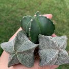 Rare Succulent Astrophytum Mriostigma (1.2-1.5”) 4 Live Plant For Garden