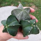 Mriostigma (1.2-1.5”) 8 Live Plant Rare Succulent Astrophytum For Garden