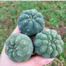 1 Live Plant Matucana Madisoniorum Rare Succulent For Garden