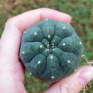 Matucana Madisoniorum 2 Live Plant Rare Succulent For Garden