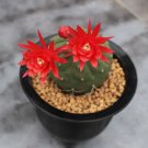 Madisoniorum 4 Live Plant Matucana Rare Succulent For Garden