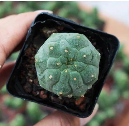 Rare Succulent Madisoniorum 8 Live Plant Matucana For Garden