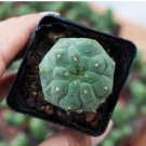 Rare Succulent Madisoniorum 8 Live Plant Matucana For Garden
