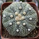 1 Live Plant Astrophytum Superkabuto Rare Succulent For Garden