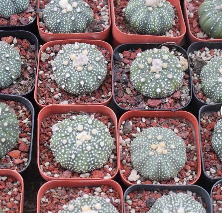 Superkabuto 3 Live Plant Astrophytum Rare Succulent For Garden