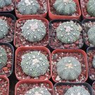 Superkabuto 3 Live Plant Astrophytum Rare Succulent For Garden