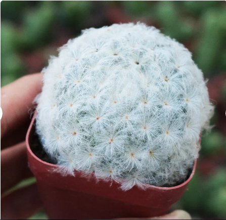 1 Live Plant Mammillaria Plumosa Rare Succulent For Garden