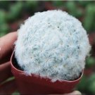 1 Live Plant Mammillaria Plumosa Rare Succulent For Garden