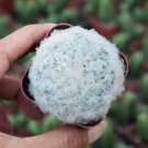 Mammillaria Plumosa Rare Succulent 2 Live Plant For Garden