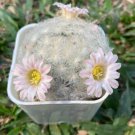 Rare Succulent 6 Live Plant Mammillaria Plumosa For Garden
