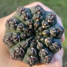 1 Live Plant Gymnocalycium Quehlianum Rare Succulent For Garden