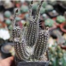 1 Live Plant Echinopsis Mirabilis (Tall, 1.5-2") Rare Succulent For Garden