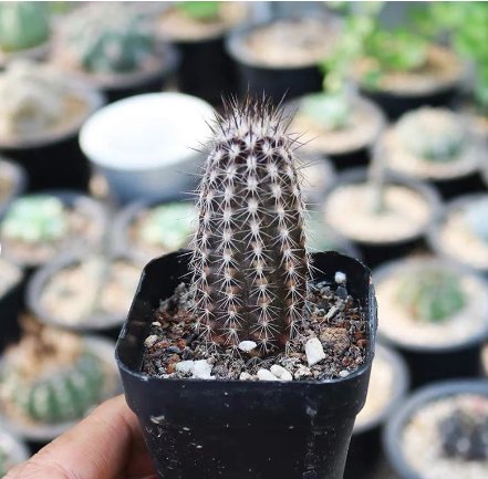 Echinopsis Mirabilis 2 Live Plant (Tall, 1.5-2") Rare Succulent For Garden