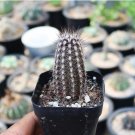 Echinopsis Mirabilis 2 Live Plant (Tall, 1.5-2") Rare Succulent For Garden