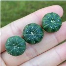 1 Live Plant Asterias Astrophytum Rare Succulent For Garden