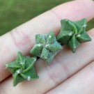 Asterias Astrophytum 2 Live Plant Rare Succulent For Garden