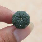 4 Asterias Astrophytum Live Plant Rare Succulent For Garden