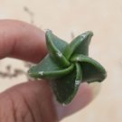 8 Asterias Astrophytum Live Plant Rare Succulent For Garden
