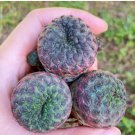 1 Live Plant Sulcorebutia rauschii (0.8”) Rare Succulent For Garden
