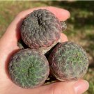 8 Live Plant Sulcorebutia rauschii (0.8”) Rare Succulent For Garden