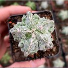 1 Live Plant Nudum Astrophytum Myriostigma Fukuryu Rare Succulent For Garden