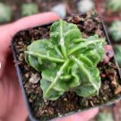 1 Live Plant Nudum Astrophytum Myriostigma Fukuryu Rare Succulent For Garden