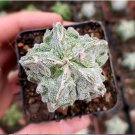 Astrophytum Myriostigma Fukuryu 1 Live Plant Frosted Rare Succulent For Garden