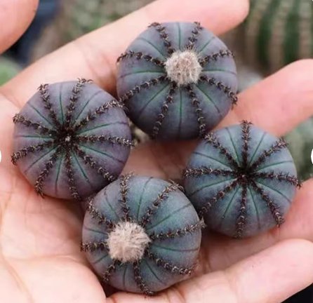 1 Live Plant Frailea Castanea Nitens (0.8")|Rare Succulent For Garden