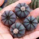 1 Live Plant Frailea Castanea Nitens (0.8")|Rare Succulent For Garden