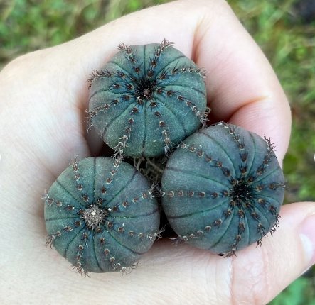Frailea Castanea Nitens 2 Live Plant (0.8")|Rare Succulent For Garden