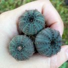 Rare Frailea Castanea Nitens 8 Live Plant (0.8")Succulent For Garden