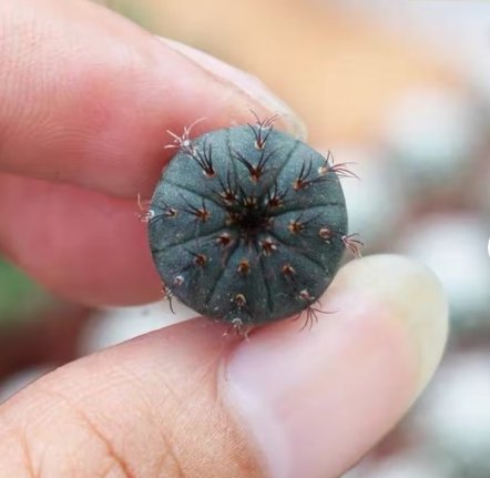 16 Rare Frailea Castanea Nitens Live Plant (0.8")Succulent For Garden