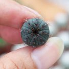 16 Rare Frailea Castanea Nitens Live Plant (0.8")Succulent For Garden