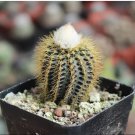 1 Live Plant Frailea Asterioides (0.8-1.2") Rare Succulent For Garden
